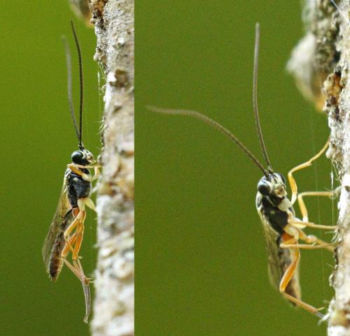 Réf. 236 143 : Lissonota sp.